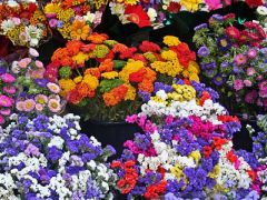 Flower Show İstanbul Süs Bitkileri Peyzaj ve Yan Sanayileri İhtisas Fuarı yarın başlıyor