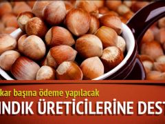 Fındık üreticilerine dekar başına 170 lira destek.
