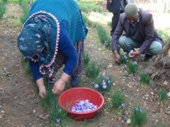 Hatay’da safran hasadı başladı