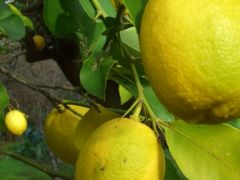 TİGEM limon satacak