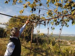 Numune Parası Ödeyemeyen Üzüm Yetiştiricisinin 4 Ton Ürünü Toplamadan Çürüdü
