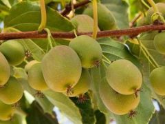Ordu’da, kivi için soğuk hava deposu yapılacak