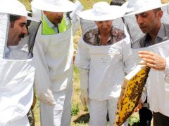 ‘Organik bal arıcılığı’ projesi kapsamında ilk hasat yapıldı