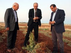 Şanlıurfa’da Antep fıstığından sonra yer fıstığı ekilmeye başlandı