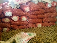 Şuhutlu patates üreticisini bu yıl ‘mantar’ hastalığı vurdu