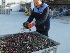 TARİŞ’in zeytinyağı fiyatları üreticileri sevindirdi