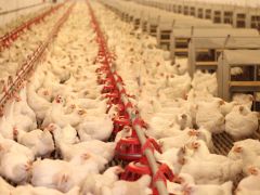 Türkiye’de en kontrollü sektör, tavukçuluk sektörüdür