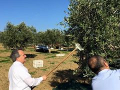 Tekirdağ’da son yılların en yüksek zeytin rekoltesi hasat oluyor