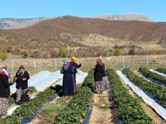 Kasım ayında çilek hasadı