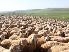 Ilgın’daki küçükbaş hayvan üreticileri Çoban Festivali’ne katıldı