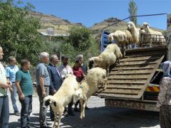 Genç çiftçilere hayvanları dağıtılıyor