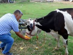 Hayvan yemine milli çözüm: Kabak