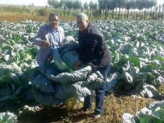 Ağrı’da lahana hasadı başladı