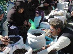 Kestane bolluğu satıcıları sevindirirken, tüketici fiyatlardan şikayetçi