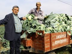 Kış sebzeleri çiftçinin yüzünü güldürdü