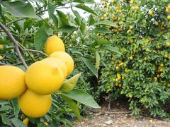 Limon ihracatı ön izne bağlandı