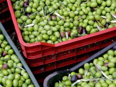 Manisa, sofralık zeytin üretiminde ikinci