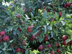 Sarıkamış’ın kırmızı yıldız elması pazar arıyor