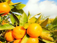 Satsuma mandalina ihracatında Rusya sevinci