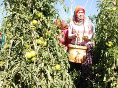 Yayla domatesi üreticisinin yüzünü güldürdü