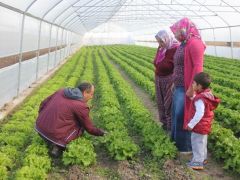 SERA KURAN GENÇ ÇİFTÇİLER KIŞLIK SEBZE ÜRETİMİNE BAŞLADI