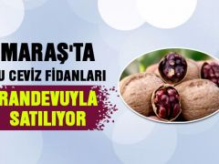 CEVİZ FİDANLARI RANDEVUYLA SATILIYOR