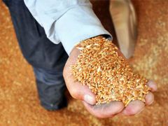 Edirne’de buğday tohumları toprakla buluştu