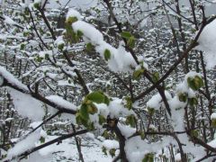 Meteorolojiden 4 il için zirai don uyarısı