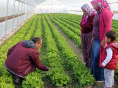 Sera kuran genç çiftçiler kışlık sebze üretimine başladı