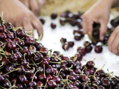Türkiye ve Şili dünyaya kiraz ve üzüm ihraç edecek