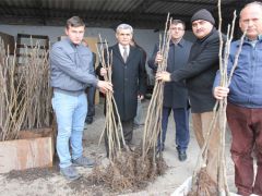 Üreticilere Bursa siyahı incir fidanı dağıtıldı