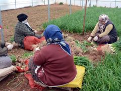 İstanbul’un yeşillik ihtiyacının büyük kısmı bu ilçeden karşılanıyor