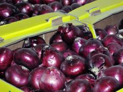 Mor soğan Arap ülkelerine ihraç ediliyor