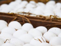 Tavuk yumurtası üretimi 2016 yılında yüzde 12 arttı