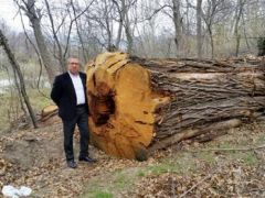 500 yıllık ağaçları kestiler!