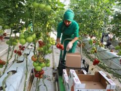 AĞRILILAR, ZAM ŞAMPİYONU DOMATESİ UCUZA YİYOR