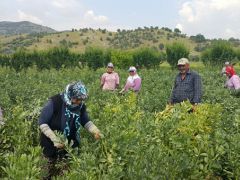 Bezelye fiyatları üreticiyi memnun etmedi