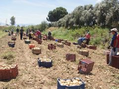 Patates çiftçinin yüzünü güldürecek