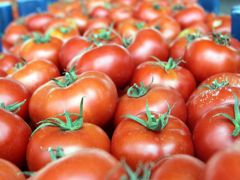 Rusya kapısı açılmazsa domatesler salça olacak