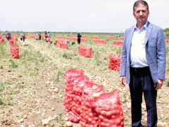 Rusya’nın alım yasağını kaldırdığı soğanda ilk hasat