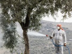 Zeytin üreticisinin belini büken hastalığa karşı ilaç dağıtıldı