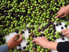 Manisa’da zeytin hasadına anıt ağaçtan başlandı