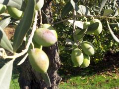 Muğla’da izinsiz kesilen 600 zeytin ağacı için 110 bin lira para cezası