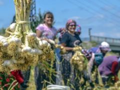 Sarımsağın ana vatanı Taşköprü’de hasat başladı