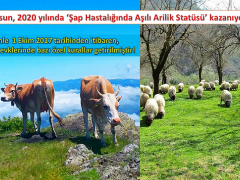 Giresun 2020 yılında ‘Şap Hastalığında Aşılı Arilik Statüsü’ kazanıyor…