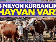 5 milyon kurbanlık hayvan var