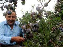 Kimsenin ekmediğini ekiyor!