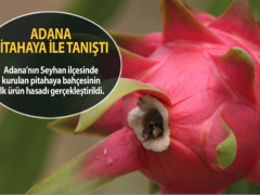 Pitahayanın ilk ürün hasadı tamam