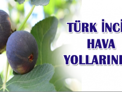 Türk inciri hava kargoyla uçtu.