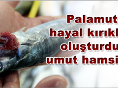 Palamut hayal kırıklığı oluşturdu, umut hamside